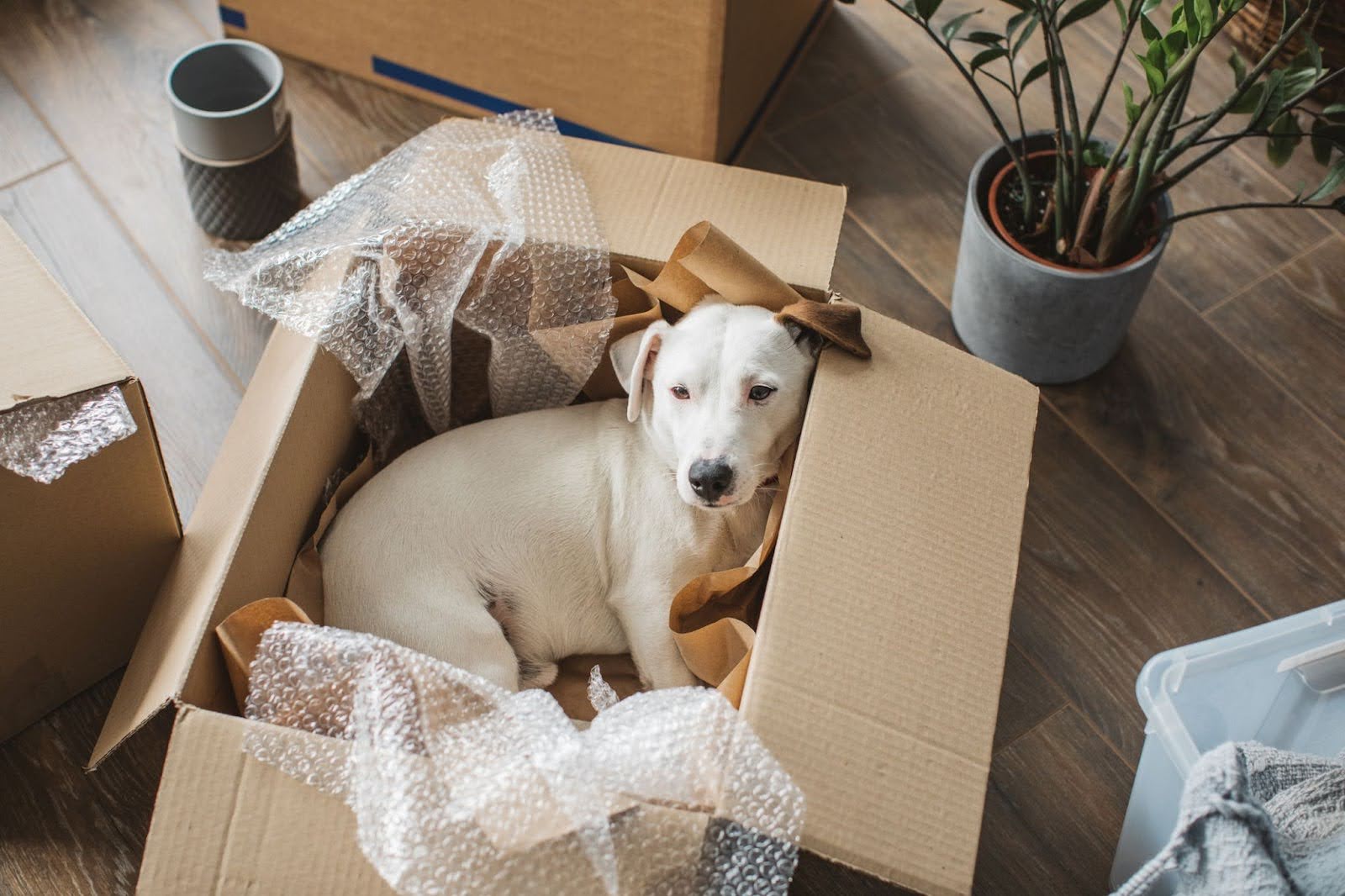 Moving Interstate with Pets