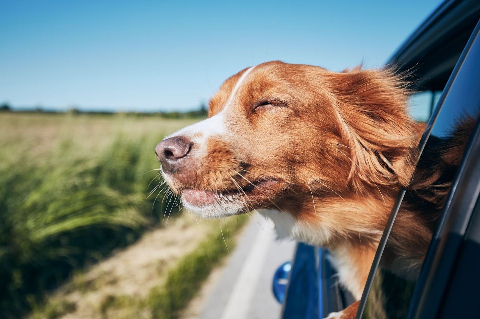 Moving Interstate with Pets